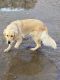 Golden Retriever Puppies for sale in North Las Vegas, NV, USA. price: $1,000