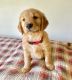Golden Retriever Puppies for sale in Rocky Mount, VA 24151, USA. price: NA