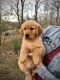 Golden Retriever Puppies for sale in Rocky Mount, VA 24151, USA. price: $800