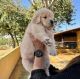 Golden Retriever Puppies for sale in Albuquerque, NM, USA. price: $500
