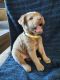 Golden Retriever Puppies for sale in Polk County, FL, USA. price: NA