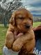Golden Retriever Puppies for sale in Pall Mall, TN 38577, USA. price: NA