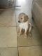 Golden Retriever Puppies for sale in Cypress, CA, USA. price: $800
