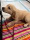 Golden Retriever Puppies for sale in Orlando, FL, USA. price: $1,000