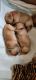 Golden Retriever Puppies for sale in Salem, OR, USA. price: NA