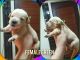Golden Retriever Puppies for sale in Kawit, 4104 Cavite, Philippines. price: 40000 PHP