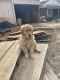 Golden Retriever Puppies for sale in Milliken, CO, USA. price: $1,000