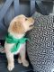 Golden Retriever Puppies for sale in Lake Charles, LA, USA. price: $850