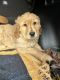 Golden Retriever Puppies for sale in Milliken, CO, USA. price: $1,000