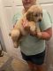Golden Retriever Puppies for sale in Coral Springs, FL, USA. price: $1,200