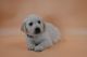 Golden Retriever Puppies for sale in Prospect, VA 23960, USA. price: NA