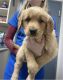 Golden Retriever Puppies for sale in Corinth, MS 38834, USA. price: NA