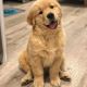 Golden Retriever Puppies for sale in New York, NY, USA. price: $800