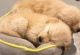 Golden Retriever Puppies for sale in Kent, WA 98032, USA. price: $600