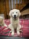 Golden Retriever Puppies for sale in Huntington, IN 46750, USA. price: NA