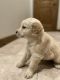 Golden Retriever Puppies for sale in Harrisburg, SD 57032, USA. price: NA