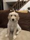 Golden Retriever Puppies for sale in North Branford, CT 06471, USA. price: NA