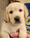 Golden Retriever Puppies for sale in Yorba Linda, CA, USA. price: $2,500