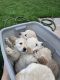 Golden Retriever Puppies for sale in Las Vegas, NV, USA. price: $2,000