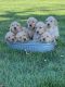 Golden Retriever Puppies for sale in Huntington, WV 25704, USA. price: $1,000