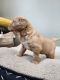 Golden Retriever Puppies for sale in Scandia, MN, USA. price: $700