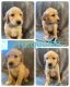 Golden Retriever Puppies for sale in Danville, KY, USA. price: $959