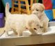 Golden Retriever Puppies for sale in Baltimore, MD, USA. price: $700