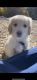 Golden Retriever Puppies for sale in Falls Church, VA 22042, USA. price: $500