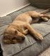 Golden Retriever Puppies for sale in Fargo, ND, USA. price: $200