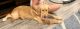 Golden Retriever Puppies for sale in Panama City, FL, USA. price: $2,800