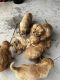 Golden Retriever Puppies for sale in Brookneal, VA 24528, USA. price: $1,000