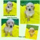 Golden Retriever Puppies for sale in Sugar Land, TX, USA. price: $1,250