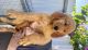 Golden Retriever Puppies for sale in Miami, FL, USA. price: $1,000