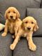Golden Retriever Puppies for sale in Houston, TX, USA. price: $550