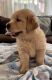 Golden Retriever Puppies for sale in Fort Worth, TX, USA. price: $610