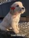 Golden Retriever Puppies for sale in Munfordville, KY 42765, USA. price: $500
