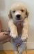 Golden Retriever Puppies for sale in Kawit, 4104 Cavite, Philippines. price: 35000 PHP