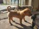 Golden Retriever Puppies for sale in 20362 Adkinson Ln, Trabuco Canyon, CA 92679, USA. price: NA
