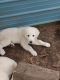 Golden Retriever Puppies for sale in Fulton, KY 42041, USA. price: NA