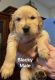 Golden Retriever Puppies for sale in Yuma, AZ, USA. price: $650