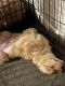 Golden Retriever Puppies for sale in Clare, MI 48617, USA. price: $500