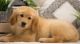 Golden Retriever Puppies for sale in Chicago, IL, USA. price: $400