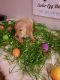 Golden Retriever Puppies for sale in Inverness Highlands North, FL 34453, USA. price: $1,800