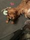 Golden Retriever Puppies for sale in Herington, KS 67449, USA. price: $800