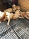 Golden Retriever Puppies for sale in Herington, KS 67449, USA. price: $1,000