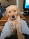 Golden Retriever Puppies for sale in Logansport, IN 46947, USA. price: $750