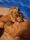 Golden Retriever Puppies for sale in Park Falls, WI, USA. price: NA