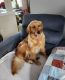 Golden Retriever Puppies for sale in Ringgold, GA 30736, USA. price: NA