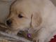 Golden Retriever Puppies for sale in 1610 Maple St, Meridian, MS 39301, USA. price: NA