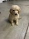 Golden Retriever Puppies for sale in Gonzales, CA, USA. price: $1,000